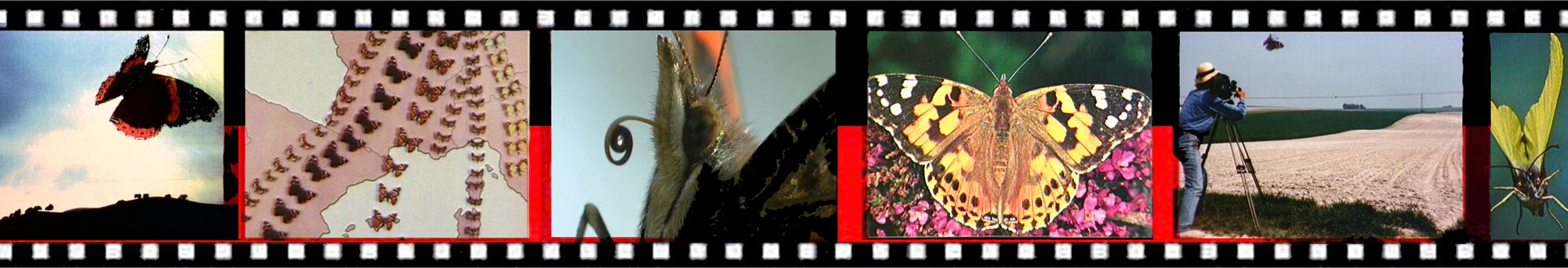 2012-film-vlinders.jpg