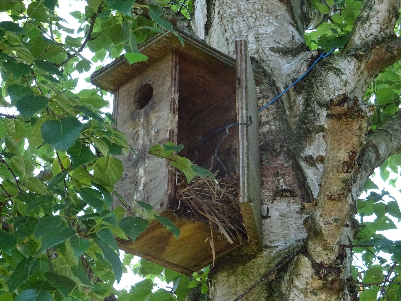 Voorkom schade aan vogelnesten door marters