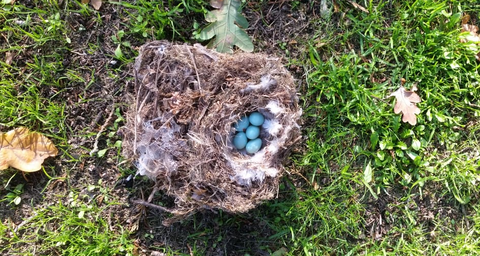 verlaten nest