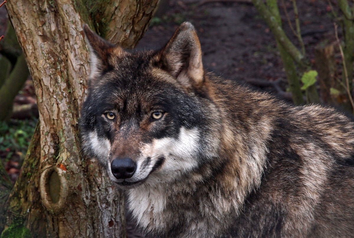 Wolf foto: Saxifraga, Hans Dekker