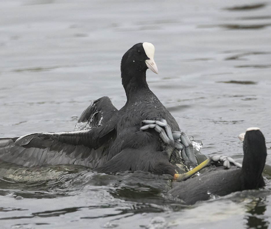 foto: www.vogeldagboek.nl, Adri de Groot