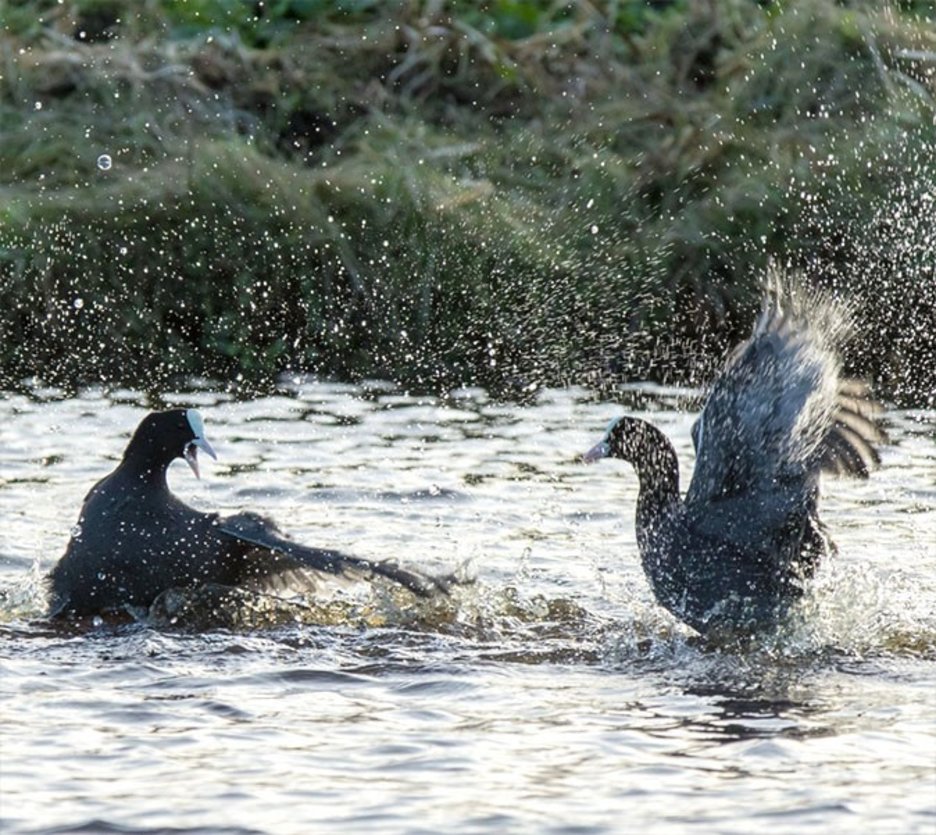 foto: www.vogeldagboek.nl, Adri de Groot