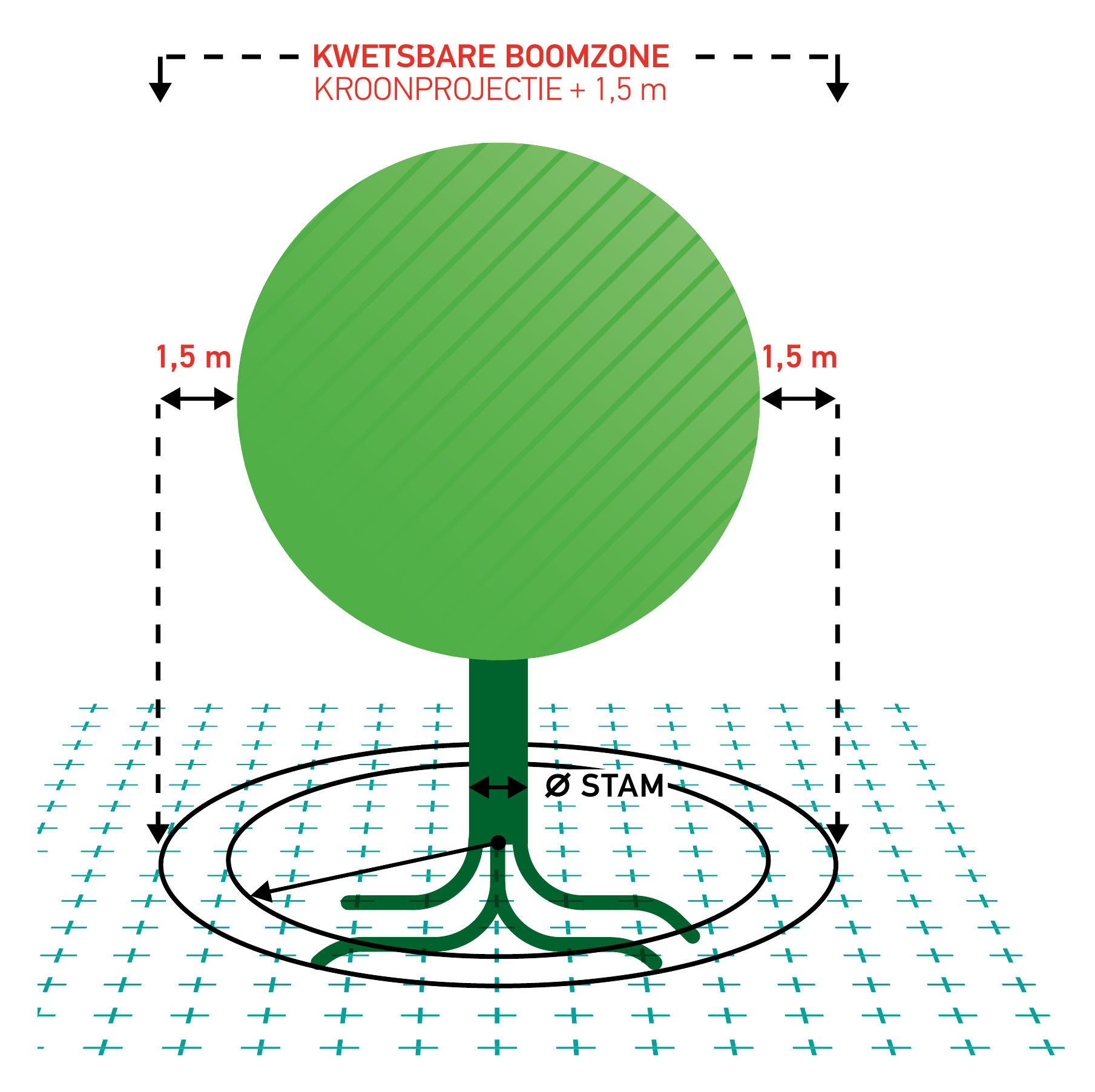 bron: Handboek Bomen