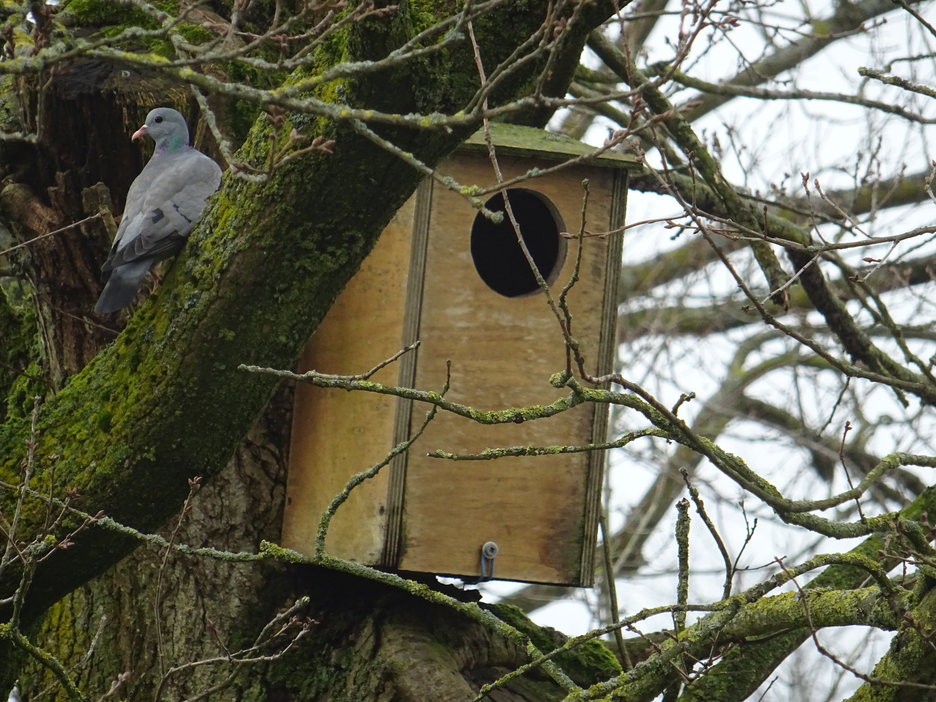 Holenduif inspecteert de nestkast