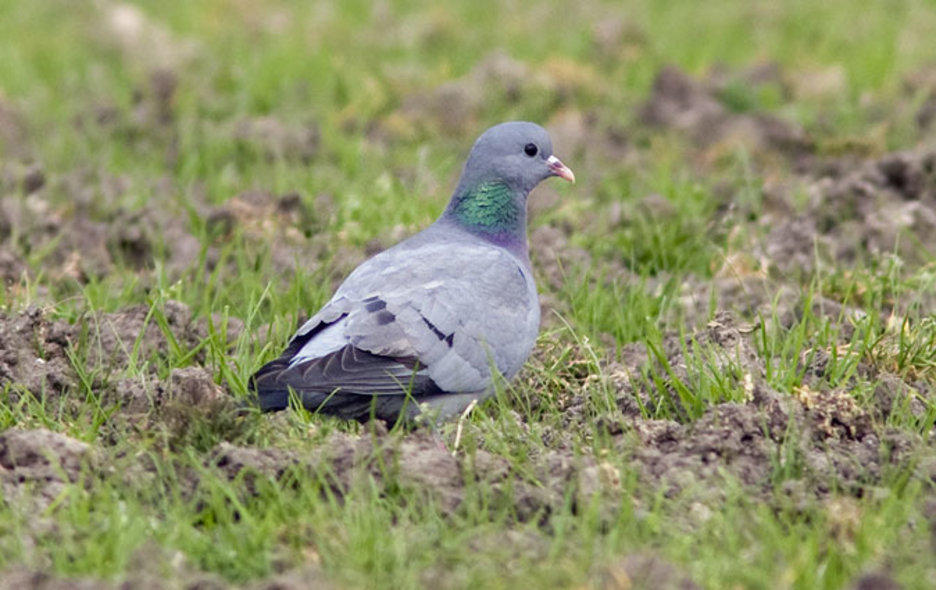 Holenduif, www.vogeldagboek.nl, Adri de Groot