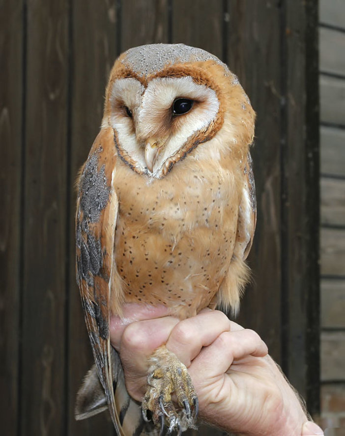 Kerkuil in de hand. een beauty, jammer dat je hem overdag nooit ziet. www.vogeldagboek.nl  Adri de Groot