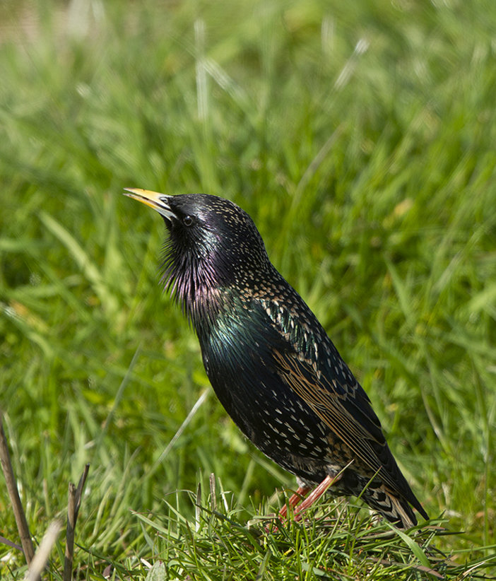 Spreeuw in zijn beste pak. www.vogeldagboek.nl, Adri de Groot