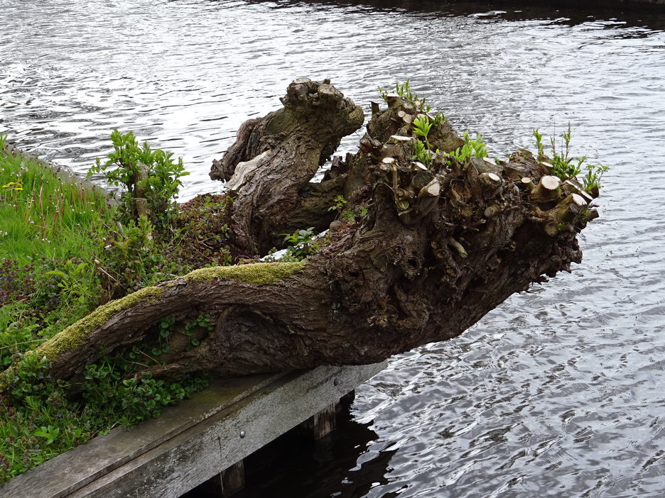 in slappe veengrond neigen knotwilgen over het water en belemmeren de vaart.