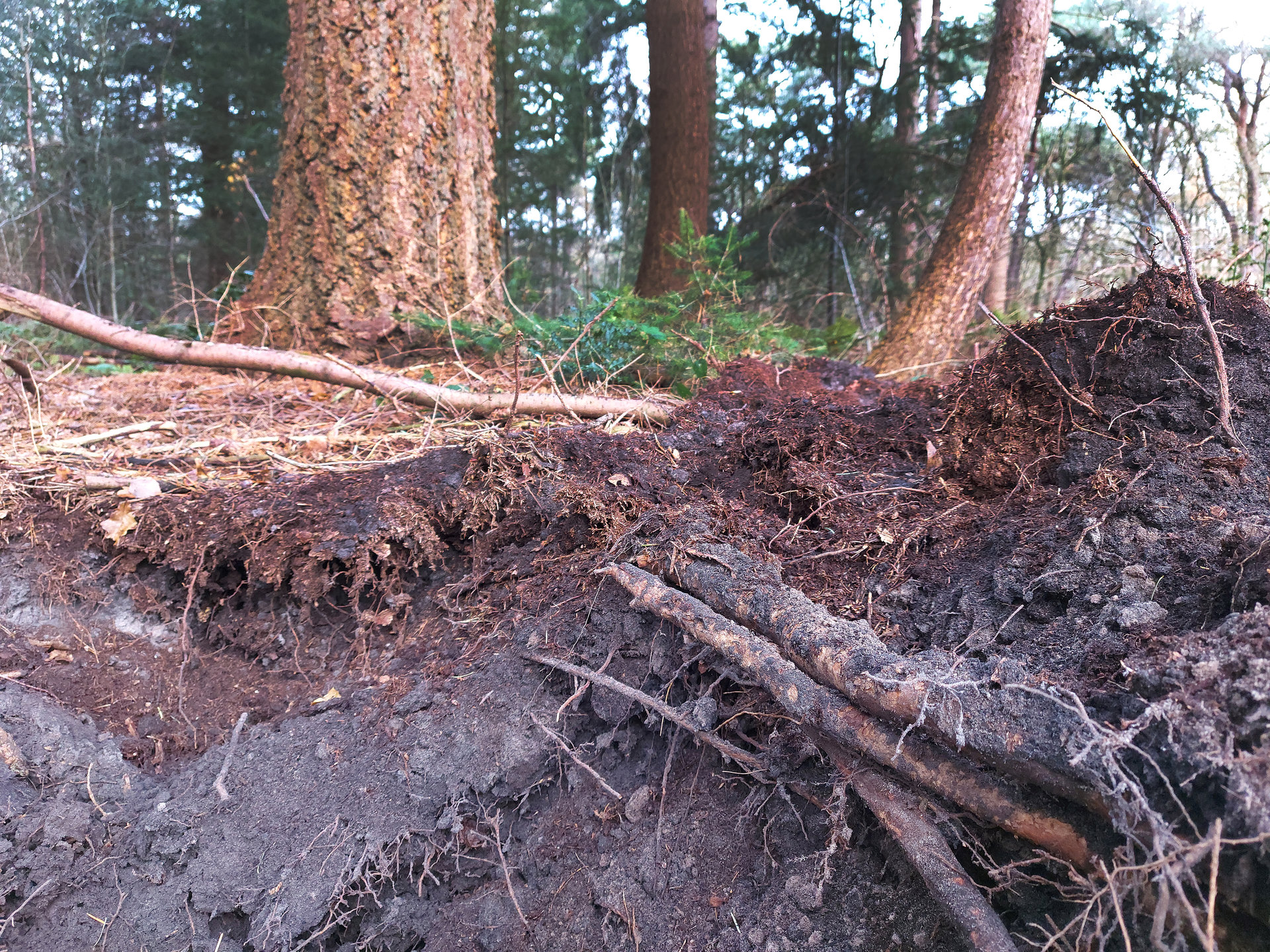 gevaarlijke boom