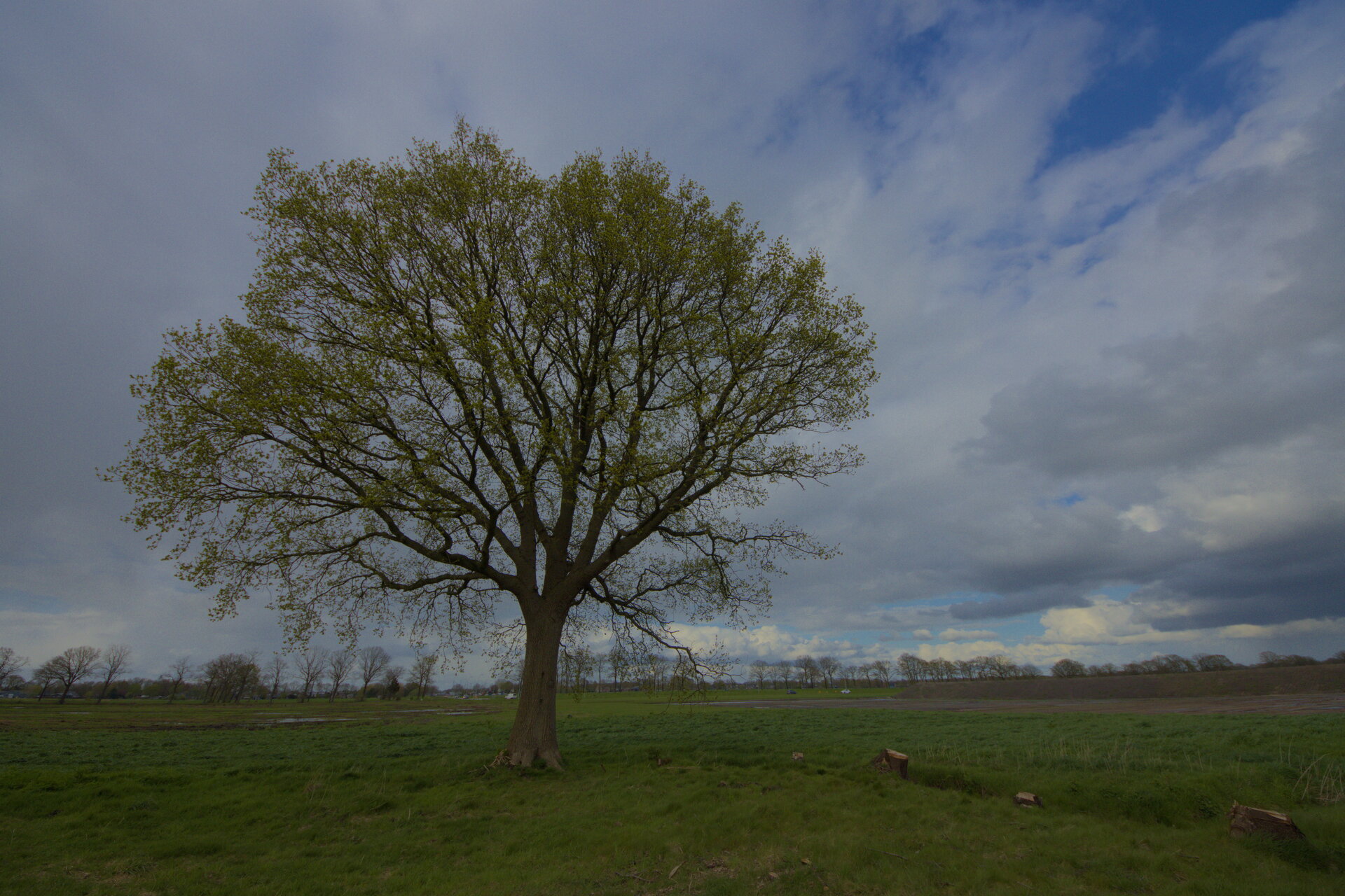 de eik in Hoogeveen