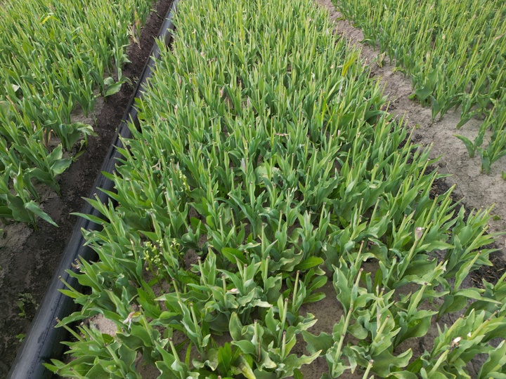 (/m22412-blog-procederen-pesticiden//dji-0432-sierteelt-thumb.jpg)